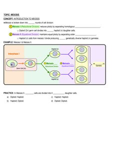 Meiosis I and II