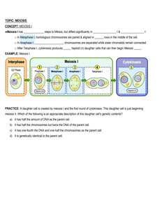Stages of meiosis