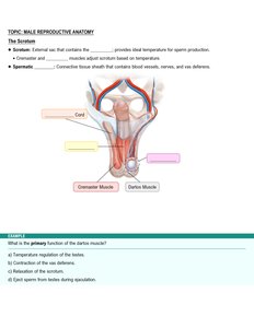 Anatomy of the scrotum and spermatic cord