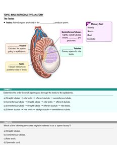 Structure of the testis and sperm pathway