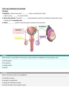 Male duct system