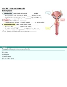 Accessory glands of the male reproductive system
