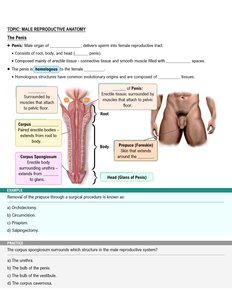 Anatomy of the penis