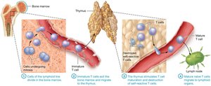 T cell maturation and migration from bone marrow to thymus and lymph node