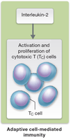 IL-2 mediated activation of cytotoxic T cells