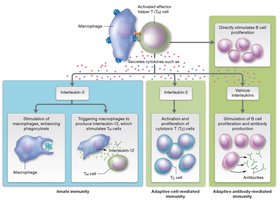 TH cell effects on macrophages, TC cells, and B cells