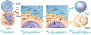 TC cell killing target cell via perforin and apoptosis