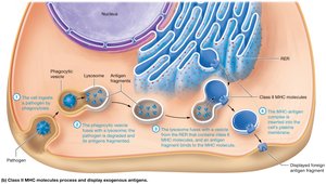 Class II MHC processing and display of exogenous antigens