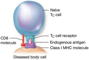 TC cell interaction with class I MHC on diseased cell