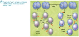 T cell proliferation and differentiation into effector and memory cells