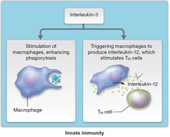 TH cell effects on macrophages via interleukin-3 and interleukin-12