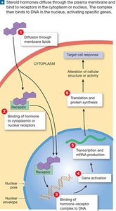 Steroid hormone action via intracellular receptors and gene activation