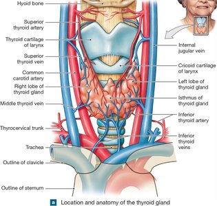 Anatomy of the thyroid gland