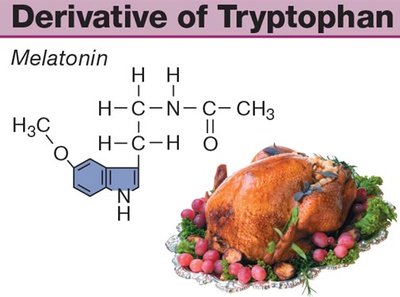 Melatonin structure as a derivative of tryptophan