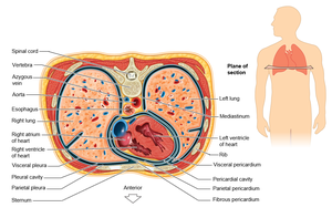 Thoracic cavity cross-section with labeled organs and membranes
