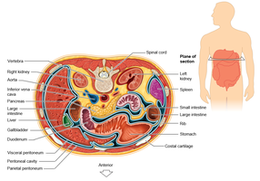 Abdominopelvic cavity cross-section with labeled organs