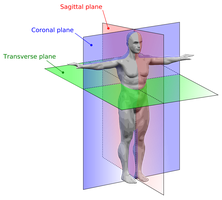 Body planes: sagittal, coronal, transverse