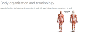 Anatomical position illustration