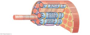 Cross-section of skeletal muscle showing connective tissue layers