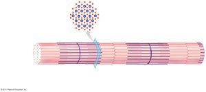 Sarcomere structure and arrangement of filaments