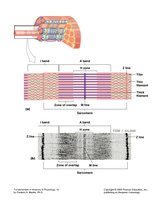 Detailed sarcomere structure