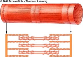 Sarcomere shortening during contraction