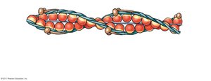 Troponin and tropomyosin on actin filament