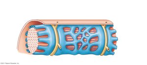 T tubule and sarcolemma structure