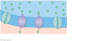 Sarcoplasmic reticulum and calcium ion pumps