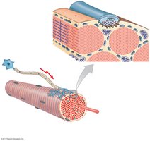 Structure of the neuromuscular junction