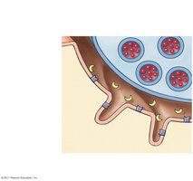 ACh vesicles and motor end plate