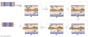 Steps of muscle fiber contraction cycle