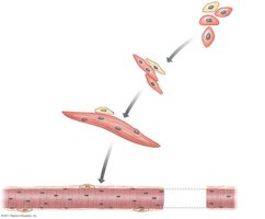 Myoblast fusion and muscle fiber development