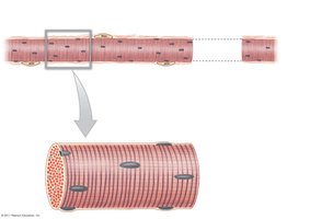 Structure of a skeletal muscle fiber
