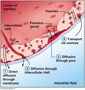 Anatomy & Physiology Blood Vessels Study Guide | Notes