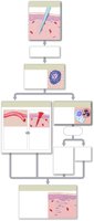 Events in inflammation