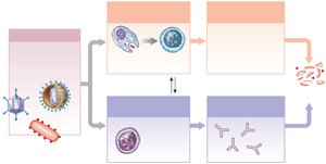 Overview of adaptive immunity