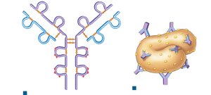 Structure of an antibody and antigen binding