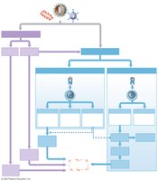 Integrated summary of the immune response