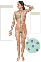 Diagram of the lymphatic system and its components