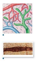 Structure of lymphatic capillaries and vessels