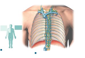 Lymphatic ducts and their drainage into the venous system