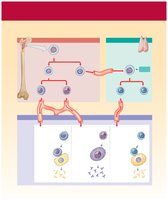 Origin and distribution of lymphocytes