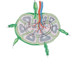 Structure of a lymph node