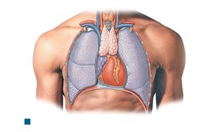 Location and appearance of the thymus