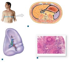 Position and structure of the spleen