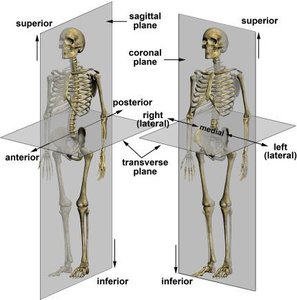Diagram of skeleton showing sagittal, coronal, and transverse planes