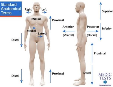 Diagram showing standard anatomical directional terms
