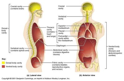Diagram of dorsal and ventral body cavities