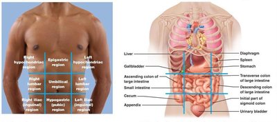 Diagram of abdominopelvic regions and quadrants with labeled organs
